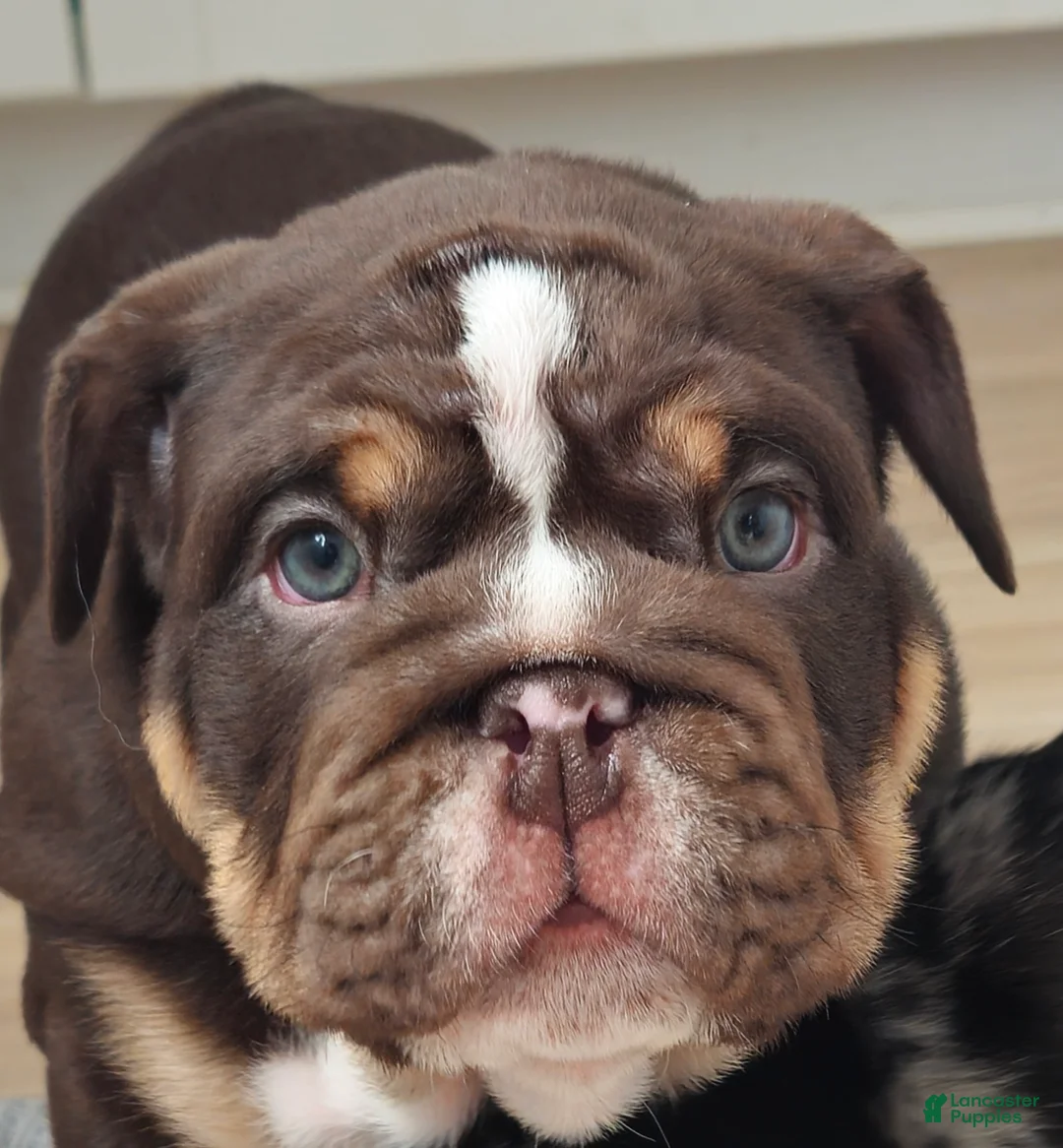 English Bulldog dogs for sale: English Bulldog Puppy 1 - Ad 7
