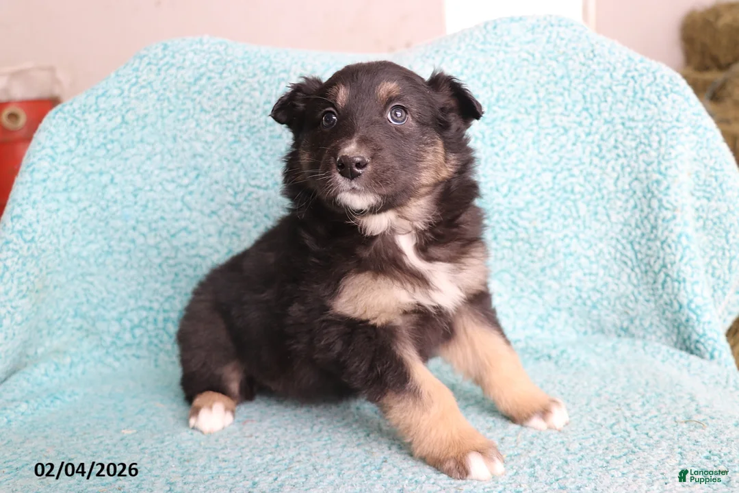 Australian Shepherd dogs for sale: Cocoa - Ad 3