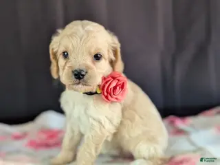 Cockapoo dogs for sale: Abby - Ad 1