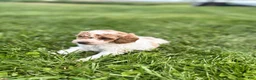 Miniature Poodle dogs for sale: Penny - Ad 2