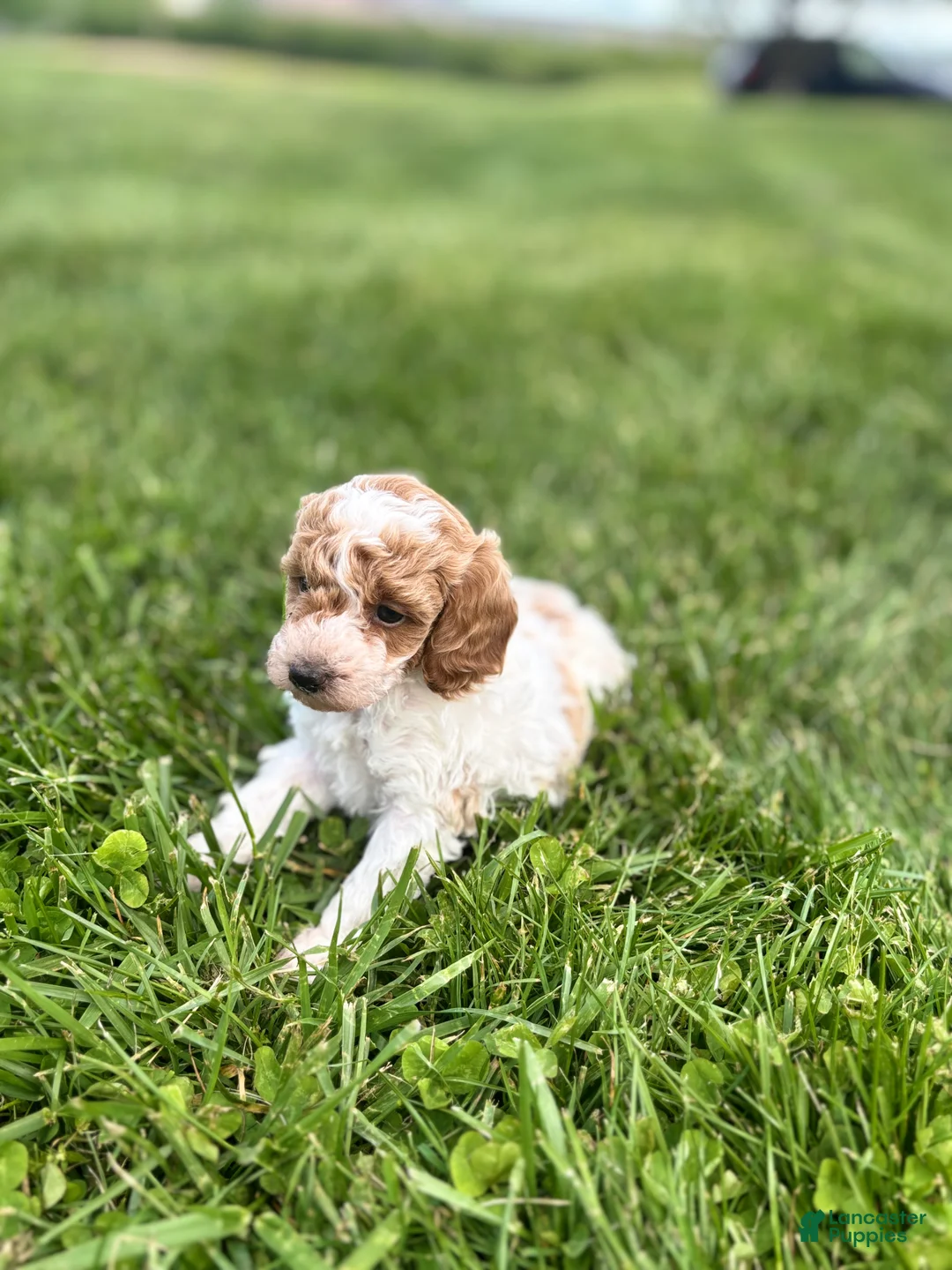 Miniature Poodle dogs for sale: Penny - Ad 2