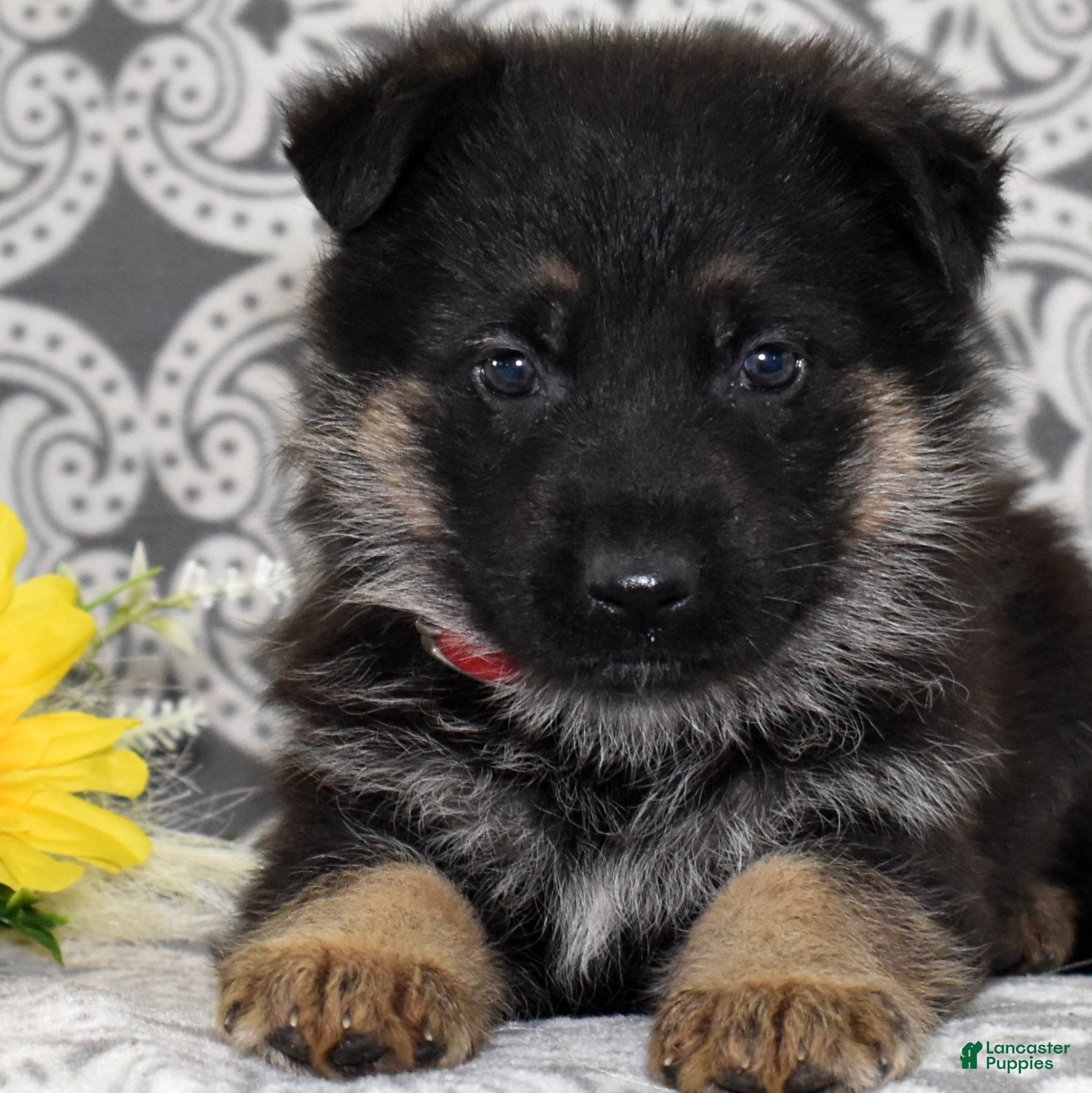 German Shepherd dogs Axel - Ad 2