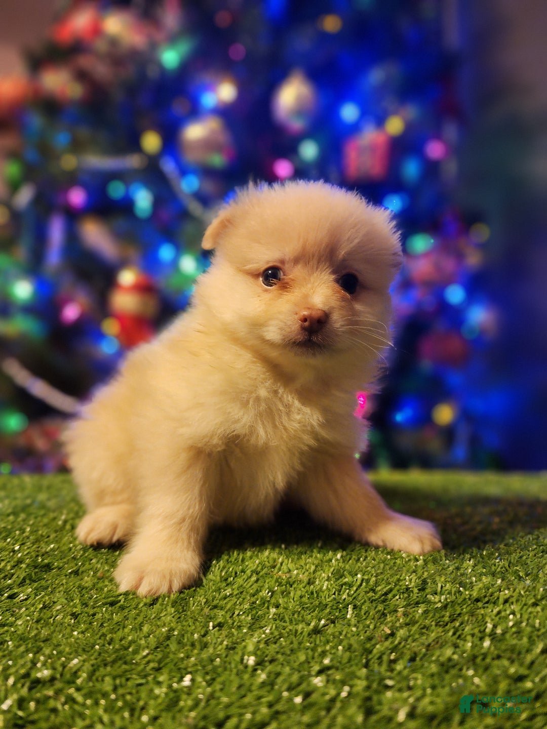 Pomeranian dogs for sale: Toby - Ad 9