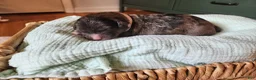 Mixed Breed dogs for sale: Rocky - Ad 3