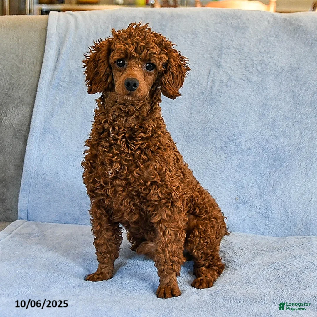 Toy Poodle dogs for sale: Coke - Ad 5