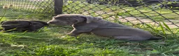 Cane Corso dogs for sale: Ghost - Ad 11