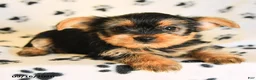 Yorkshire Terrier dogs for sale: Jonah - Ad 3
