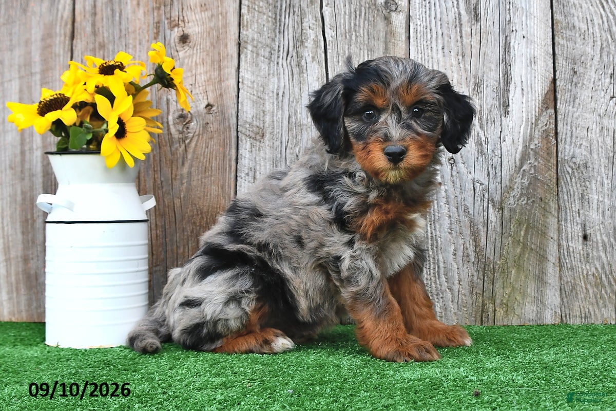 Mini Aussiedoodle dogs Joy - Ad 1