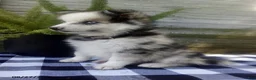 Pomsky dogs for sale: Jade - Ad 4