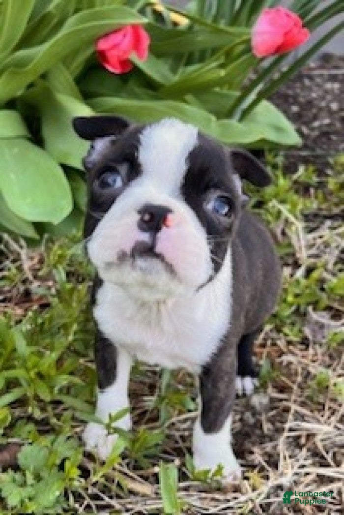 Boston Terrier dogs Baby - Ad 2