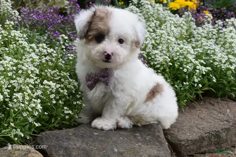 Bichpoo dogs Lucky  - Ad 1