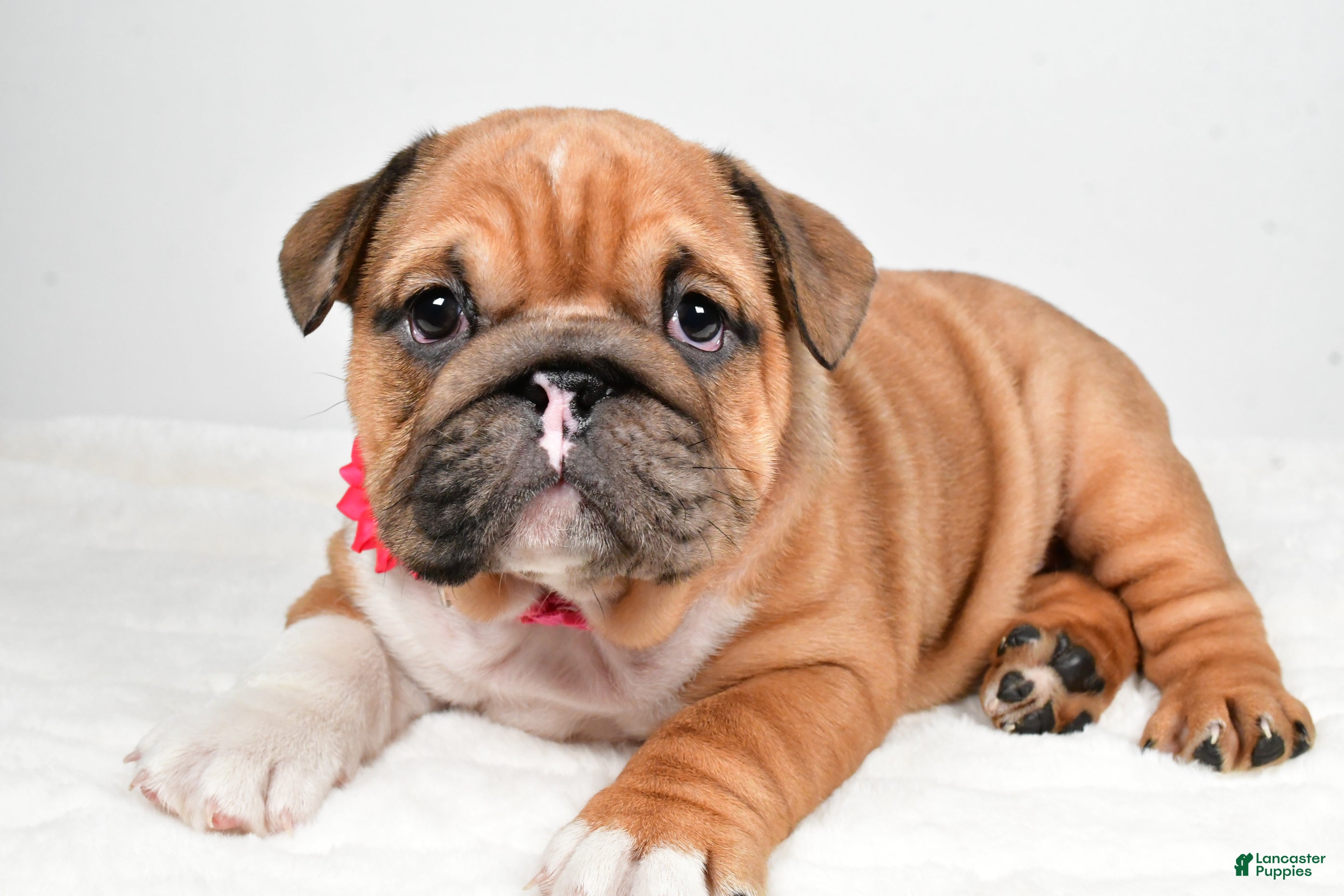 English Bulldog dogs Taquila - Ad 12