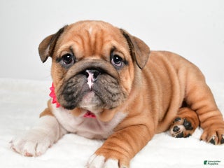 English Bulldog dogs Taquila - Ad 12
