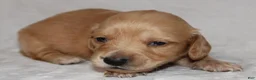 Miniature Dachshund dogs for sale: Miniature Dachshund 4 - Ad 2