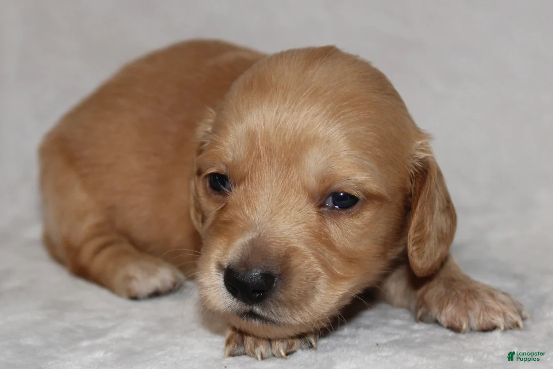 Miniature Dachshund dogs for sale: Miniature Dachshund 4 - Ad 2