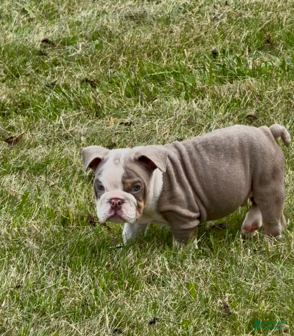 English Bulldog dogs Treelo - Ad 2