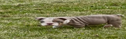 English Bulldog dogs for sale: Treelo - Ad 2