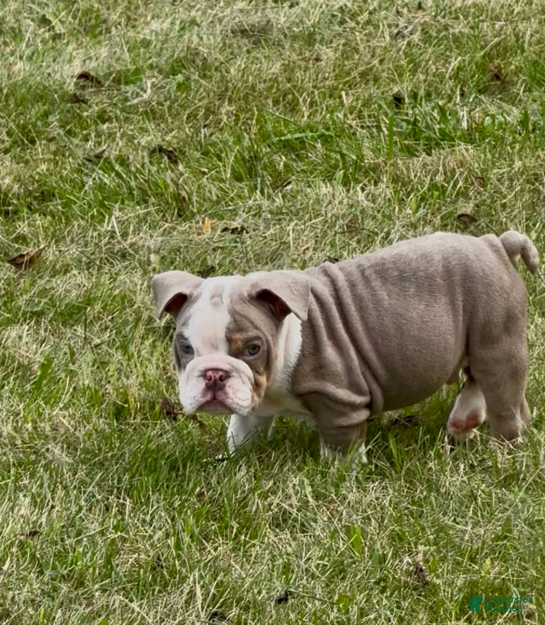 English Bulldog dogs for sale: Treelo - Ad 2