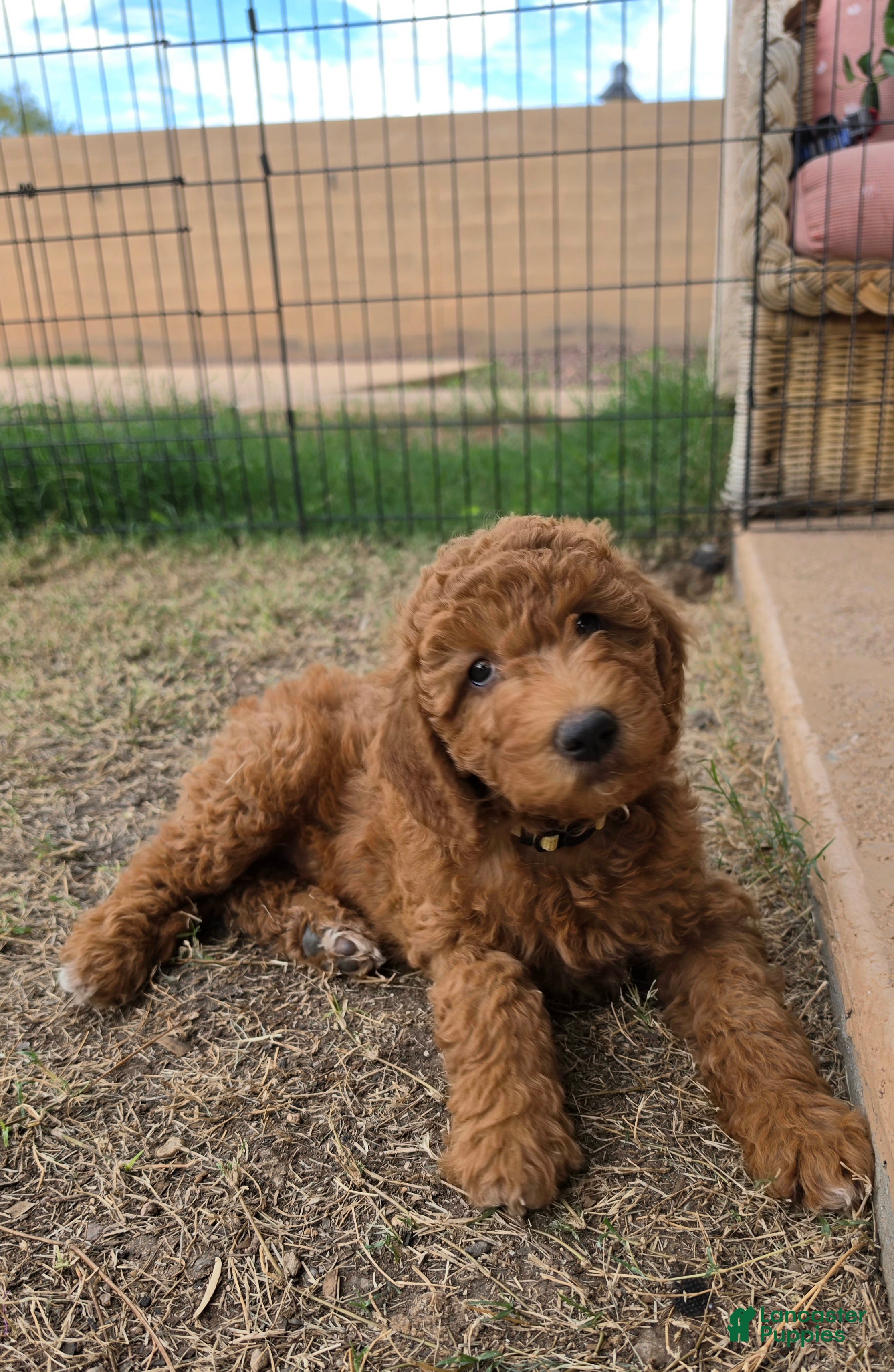 Mini Goldendoodle dogs for sale: Julie (27 - 33 lbs full grown) - Ad 2