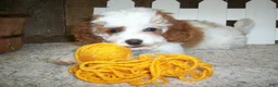 Cavapoo dogs for sale: Asher - Ad 3