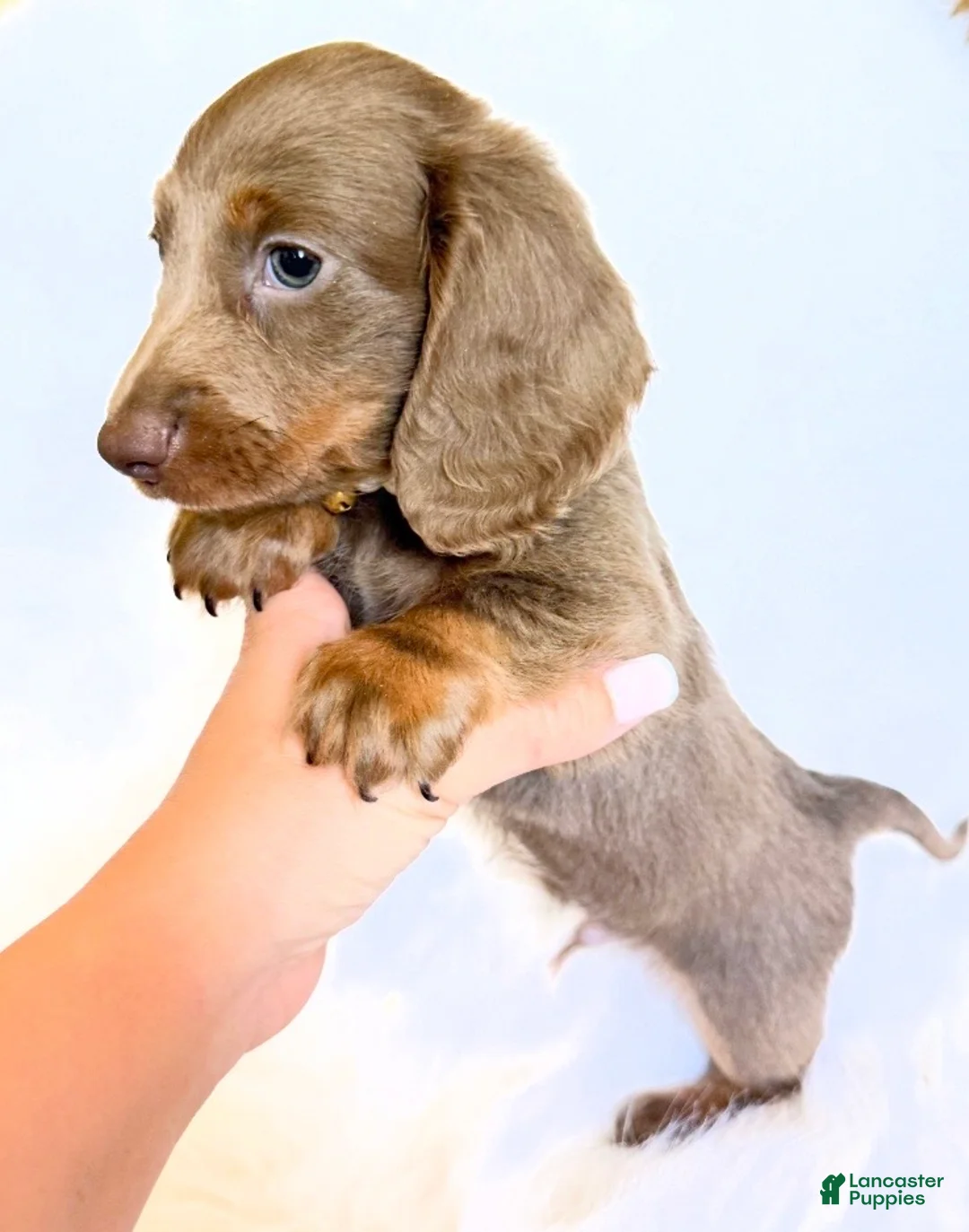 Miniature Dachshund dogs for sale: Scottie - Ad 2