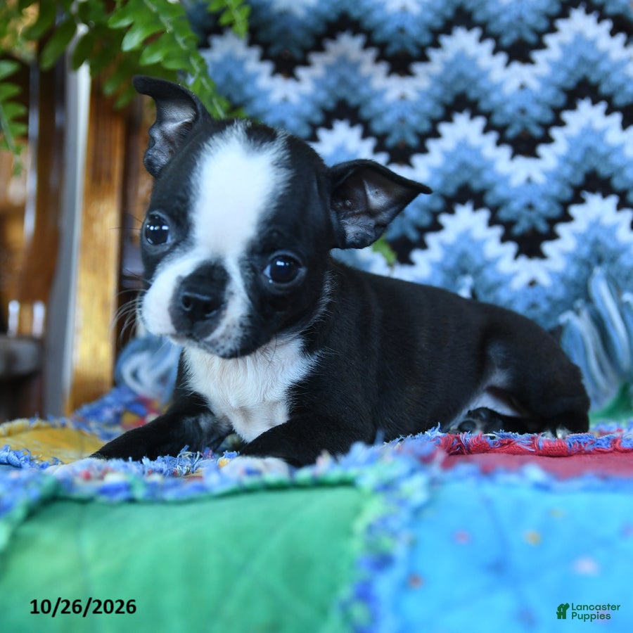 Boston Terrier dogs for sale: Reagan - Ad 2