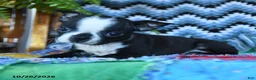 Boston Terrier dogs for sale: Reagan - Ad 2