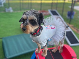 Yorkiepoo dogs Yorkiepoo Puppy 5 - Ad 2