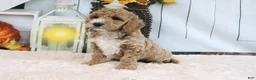 Mini Goldendoodle dogs for sale: Fifi - Ad 3