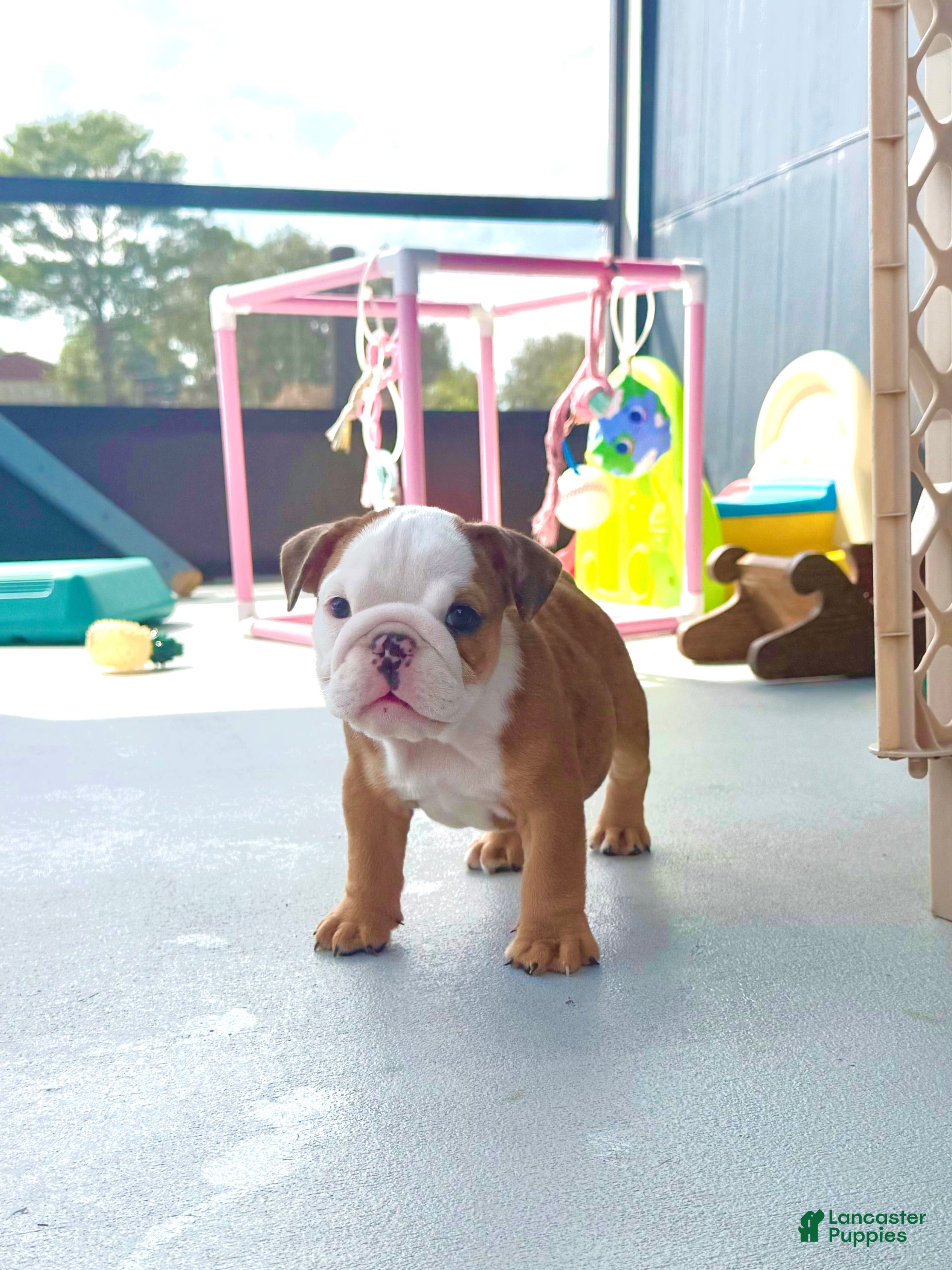Bulldog (Bulldog, Female) in Dade City, FL