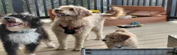 Double Doodle dogs for sale: Chelsea-Mountain Goldendoodle  - Ad 12