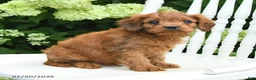 Cavapoo dogs for sale: Dash - Ad 4