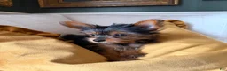 Yorkshire Terrier dogs for sale: Toy Yorkshire Terrier - Ad 4