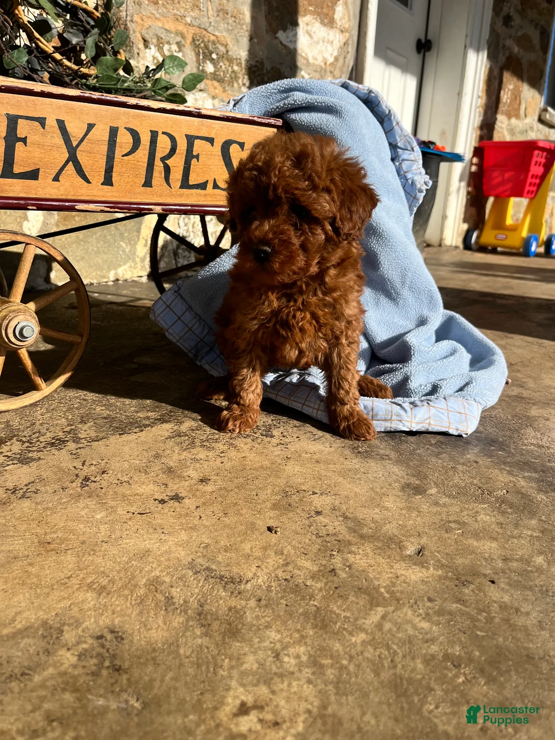 Toy Poodle dogs for sale: Little Doughnut❤️🐾AKC 7/8 pound❤️Call or text 717-940-9223 - Ad 3