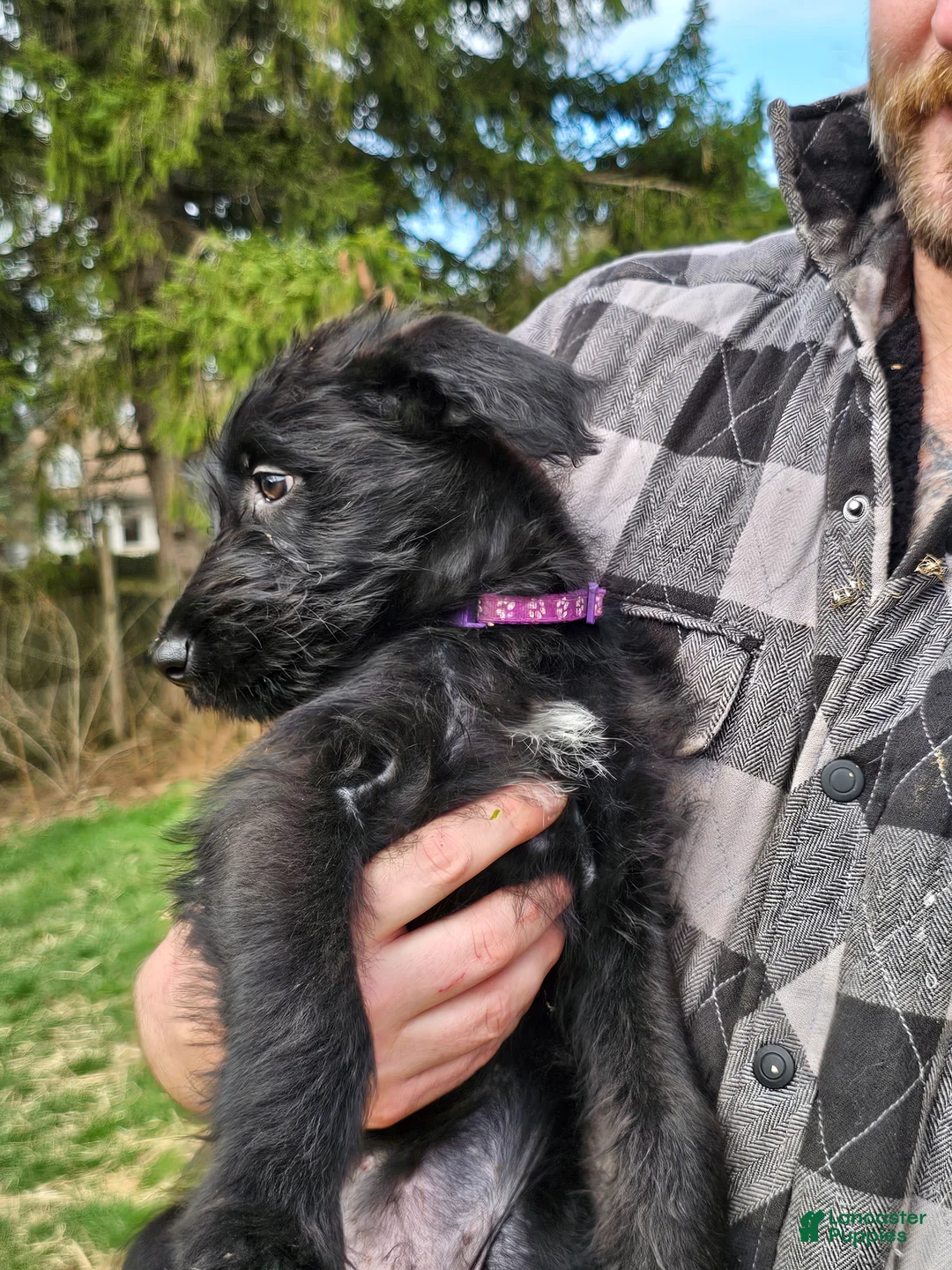 Mixed Breed dogs for sale: Peach  - Ad 2