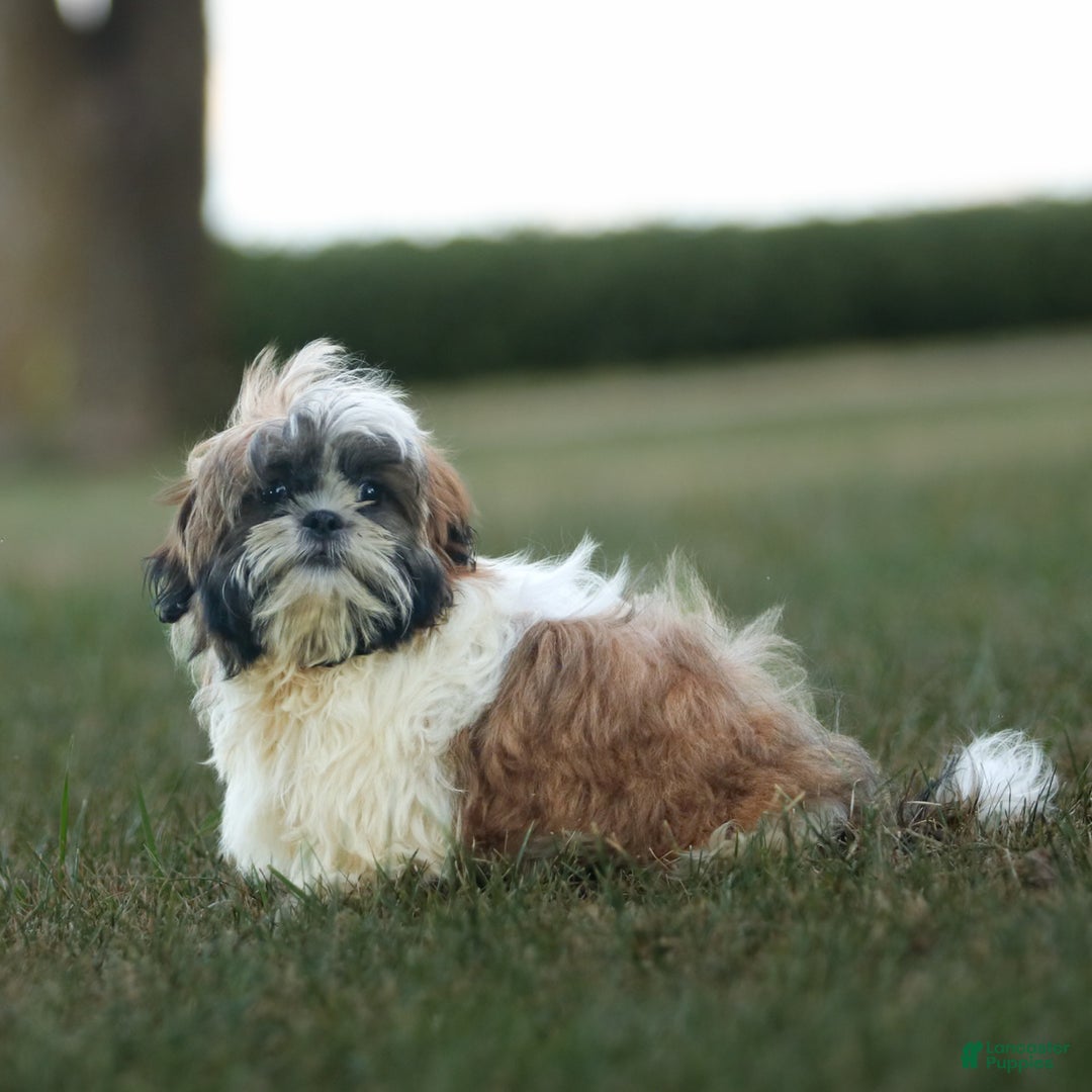 Shih Tzu dogs for sale: Charlie - Ad 4