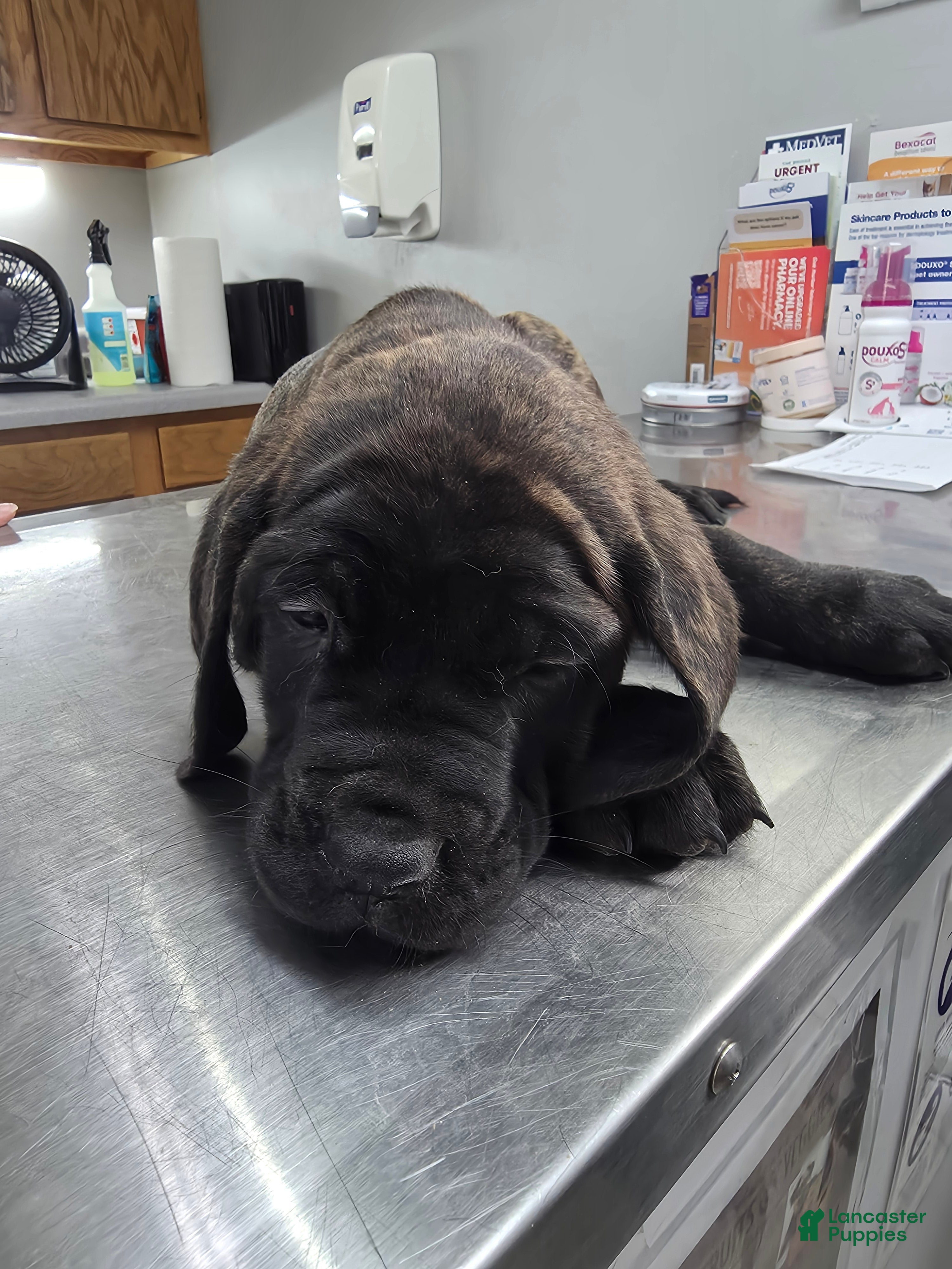 English Mastiff dogs English Mastiff Puppy 🩵 - Ad 13