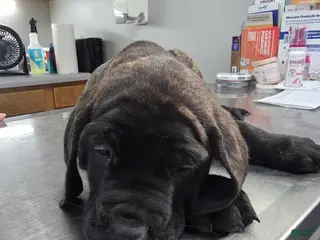 English Mastiff dogs English Mastiff Puppy 🩵 - Ad 11