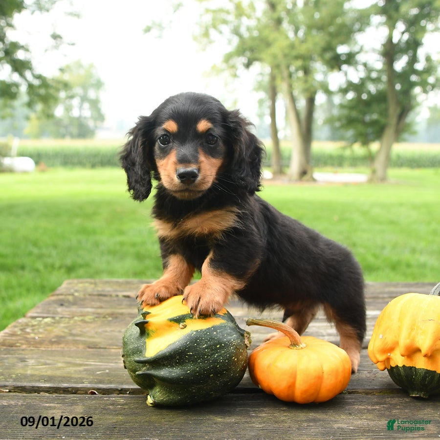 Miniature Dachshund dogs Fudge - Ad 1