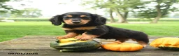 Miniature Dachshund dogs for sale: Fudge - Ad 1