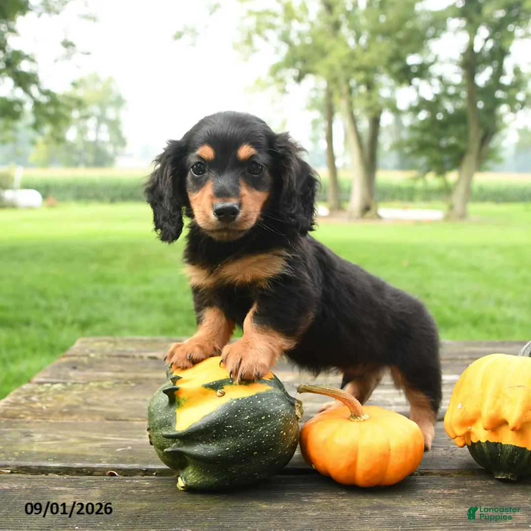 Miniature Dachshund dogs for sale: Fudge - Ad 1