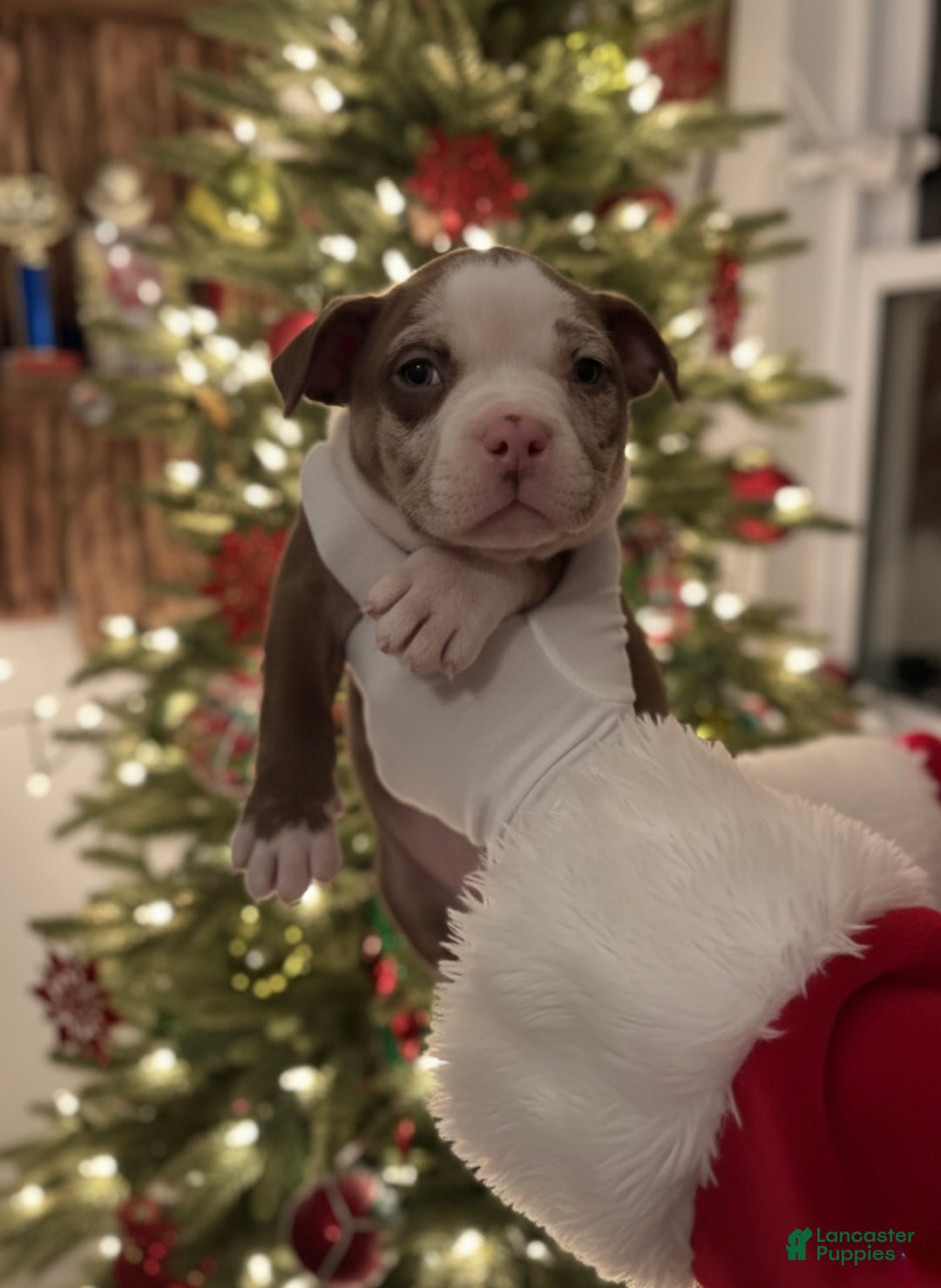 American Bully dogs for sale: Urban - Ad 27