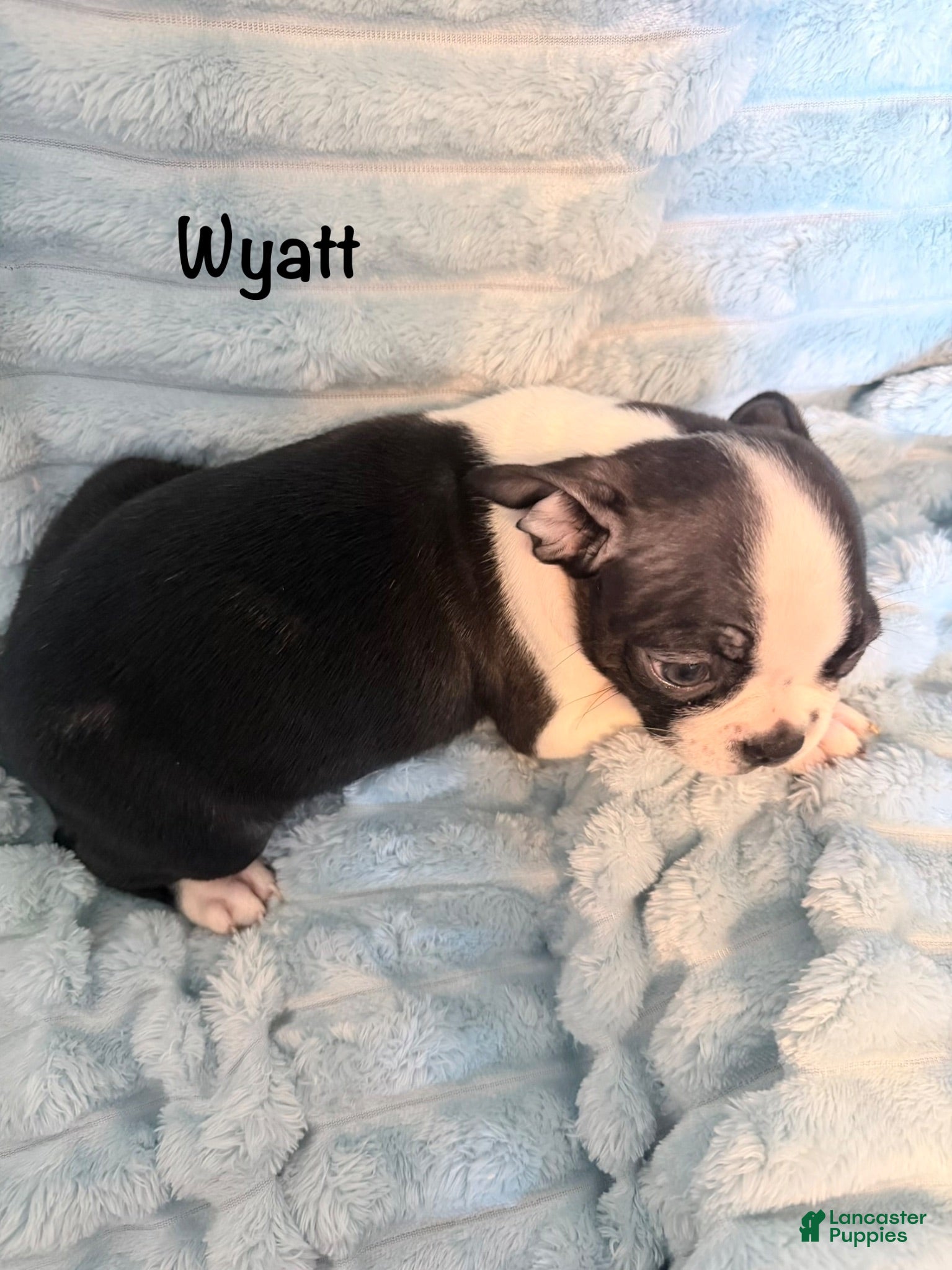 Boston Terrier dogs Wyatt - Ad 37
