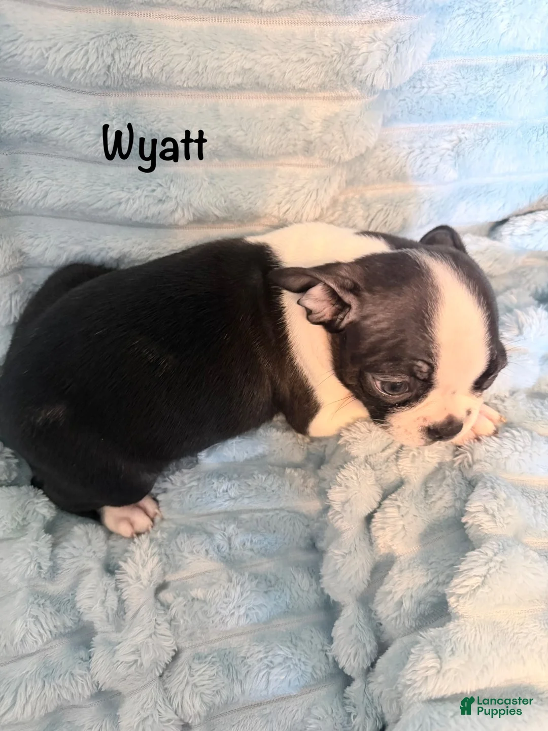 Boston Terrier dogs for sale: Wyatt - Ad 1