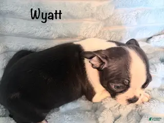 Boston Terrier dogs Wyatt - Ad 42