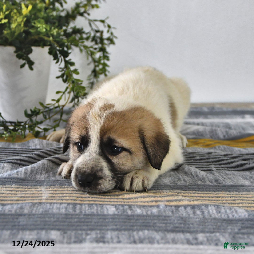 Mixed Breed dogs for sale: Lilly - Ad 3