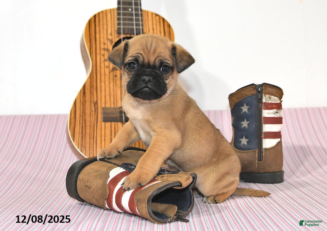 Jug dogs for sale: Adric - Ad 2