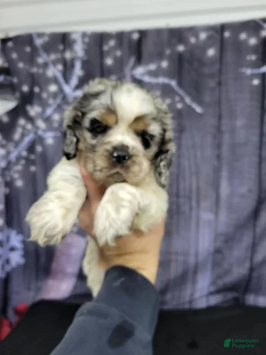 Gallery Image {{count}}