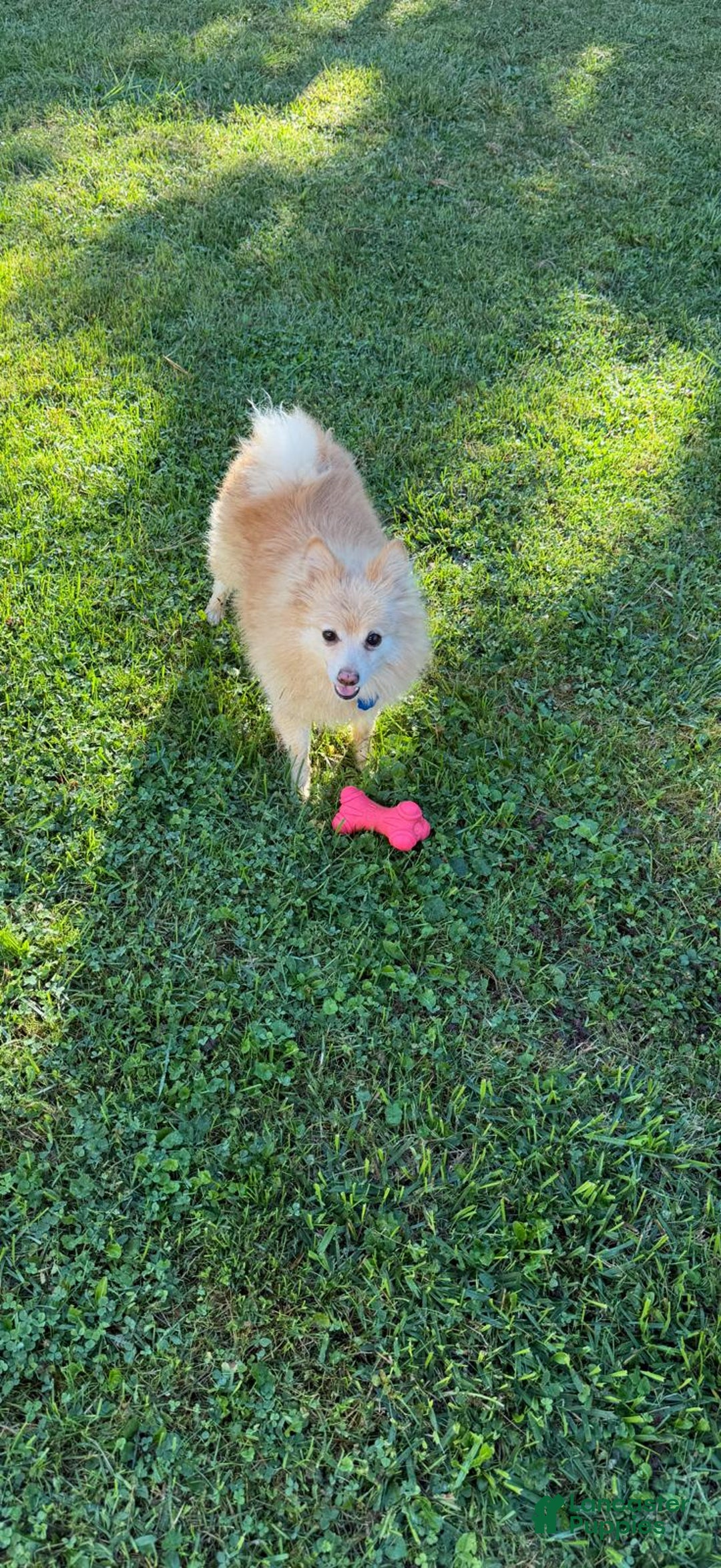 Pomeranian dogs for sale: Pomeranian Puppy 1 - Ad 3