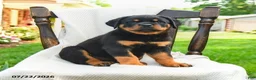 Rottweiler dogs for sale: Samson - Ad 4